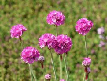 Grasnelke 'Splendens Perfecta', Armeria maritima 'Splendens Perfecta', Topfware
