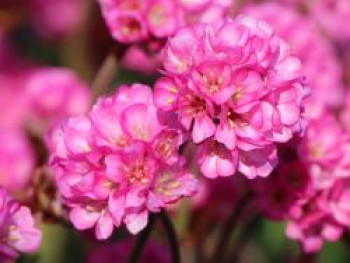 Grasnelke &#8218;Vesuv&#8216;, Armeria maritima &#8218;Vesuv&#8216;, Topfware