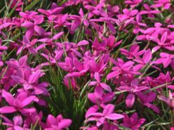 Grasstern &#8218;Claret&#8216;, Rhodohypoxis baurii &#8218;Claret&#8216;, Topfware