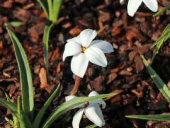 Grasstern 'Fairy Snow', x Rhodoxis 'Fairy Snow', Topfware