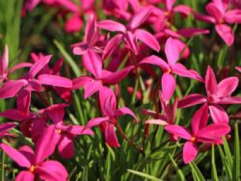 Grasstern &#8218;Mrs. Betsy&#8216;, x Rhodoxis &#8218;Mrs. Betsy&#8216;, Topfware