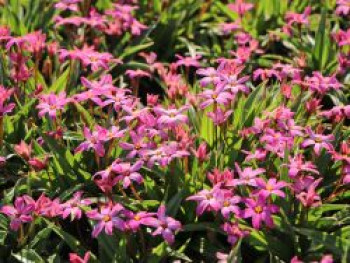 Grasstern 'Sonja', x Rhodoxis 'Sonja', Topfware