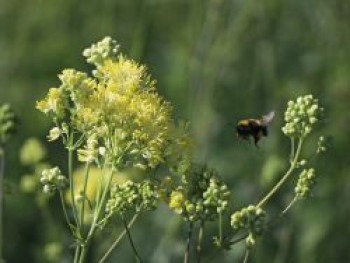 Graublättrige Wiesenraute, Thalictrum flavum subsp. glaucum, Topfware