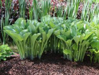 Graublaue Funkie &#8218;Krossa Regal&#8216;, Hosta nigrescens &#8218;Krossa Regal&#8216;, Topfware