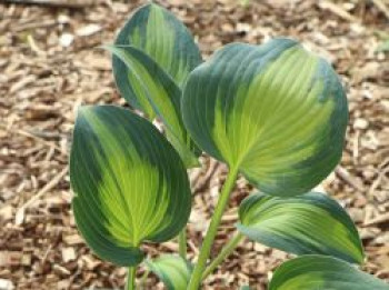 Graublaue Funkie &#8218;Touch of Class&#8216;, Hosta x tardiana &#8218;Touch of Class&#8216;, Topfware