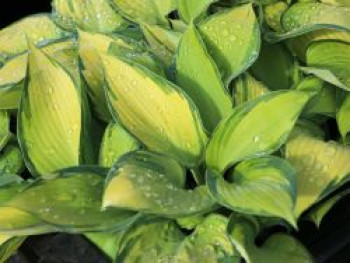 Graublaue-Herzblattlilie &#8218;June&#8216; ®, Hosta x tardiana &#8218;June&#8216; ®, Topfware