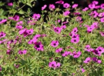 Grauer Storchschnabel &#8218;Purpureum&#8216;, Geranium cinereum subsp. subcaulescens &#8218;Purpureum&#8216;, Topfware