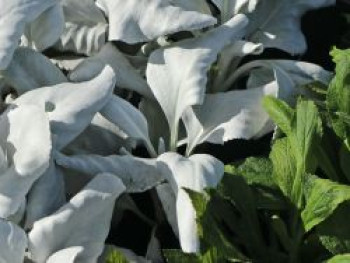 Greiskraut &#8218;Angel Wings&#8216;, Senecio candicans &#8218;Angel Wings&#8216;, Topfware