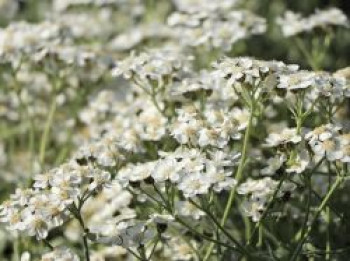 Griechische Silber-Garbe, Achillea umbellata, Topfware