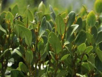 Griseline &#8218;Green Horizon&#8216; / &#8218;Whenuapai&#8216;, 40-60 cm, Griselinia littoralis &#8218;Green Horizon&#8216; / &#8218;Whenuapai&#8216;, Containerware