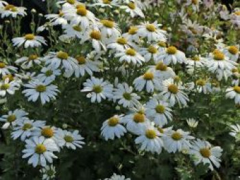 Grönlandmargerite, Arctanthemum arcticum, Topfware