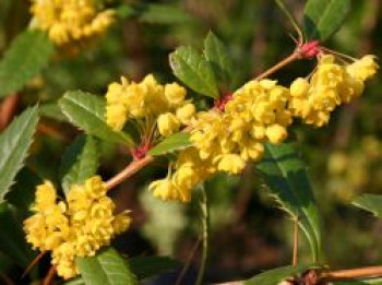 Großblättrige Berberitze, 30-40 cm, Berberis julianae, Containerware