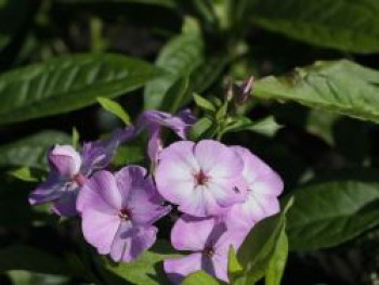 Großblättrige Flammenblume &#8218;Augenstern&#8216;, Phlox amplifolia &#8218;Augenstern&#8216;, Topfware