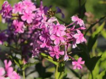 Großblättrige Flammenblume &#8218;Christine&#8216;, Phlox amplifolia &#8218;Christine&#8216;, Topfware