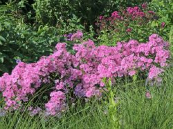 Großblättrige Flammenblume &#8218;Minnehaha&#8216;, Phlox amplifolia &#8218;Minnehaha&#8216;, Topfware