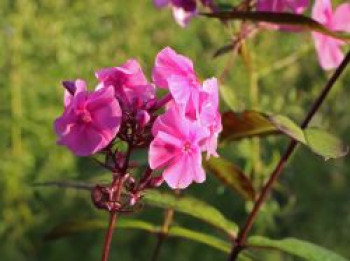 Großblättrige Flammenblume &#8218;Winnetou&#8216;, Phlox amplifolia &#8218;Winnetou&#8216;, Topfware