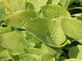 Großblättrige Funkie &#8218;Sum and Substance&#8216;, Hosta x cultorum &#8218;Sum and Substance&#8216;, Topfware