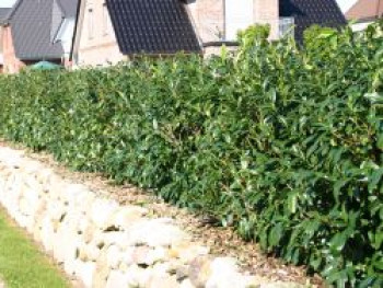 Großblättriger Kirschlorbeer / Lorbeerkirsche 'Schipkaensis Macrophylla', 20-30 cm, Prunus laurocerasus 'Schipkaensis Macrophylla', Containerware