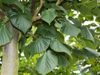 Großblättrige Sommerlinde, 50-80 cm, Tilia platyphyllos, Weichwandcontainer