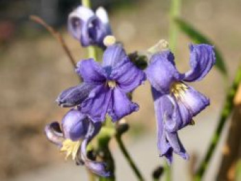 Großblättrige Waldrebe / Großblättrige Clematis, Clematis heracleifolia, Containerware