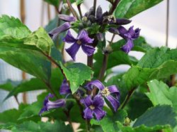 Großblättrige Waldrebe &#8218;Purple Princess&#8216;, Clematis heracleifolia &#8218;Purple Princess&#8216;, Containerware