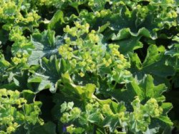 Großblättriger Frauenmantel 'Irish Silk', Alchemilla mollis 'Irish Silk', Topfware