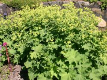 Großblättriger Frauenmantel, Alchemilla mollis, Containerware