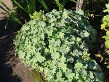 Großblättriger Frauenmantel 'Robustica', Alchemilla mollis 'Robustica', Topfware