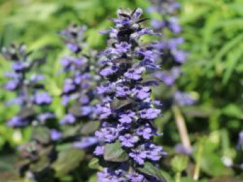 Großblättriger Günsel &#8218;Catlin&#8217;s Gigant&#8216;, Ajuga reptans &#8218;Catlin&#8217;s Gigant&#8216;, Topfware