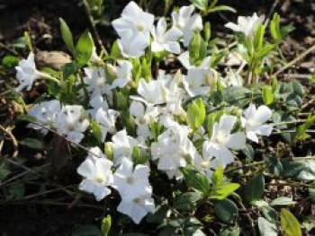 Großblättriges Immergrün &#8218;Alba&#8216;, 15-20 cm, Vinca major &#8218;Alba&#8216;, Topfware