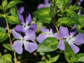 Großblättriges Immergrün &#8218;Maculata&#8216;, 15-20 cm, Vinca major &#8218;Maculata&#8216;, Topfware