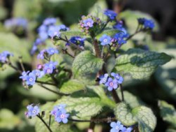 Großblättriges Kaukasus-Vergissmeinnicht &#8218;Silver Wings&#8216;, Brunnera macrophylla &#8218;Silver Wings&#8216;, Topfware