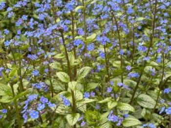 Großblättriges Kaukasusvergissmeinnicht 'Alexandria', Brunnera macrophylla 'Alexandria', Topfware