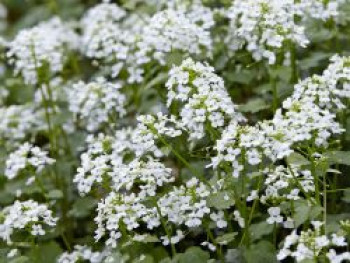 Großblättriges Schaumkraut, Pachyphragma macrophylla, Topfware