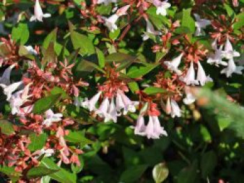 Großblütige Abelie, 20-30 cm, Abelia x grandiflora, Containerware