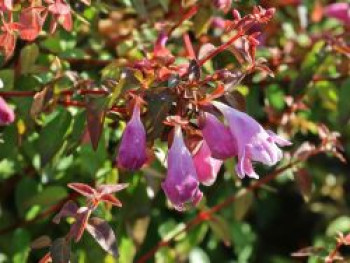 Großblütige Abelie Proven Winners ® &#8218;Pinky Bells&#8216;, 30-40 cm, Abelia x grandiflora Proven Winners ® &#8218;Pinky Bells&#8216;, Containerware