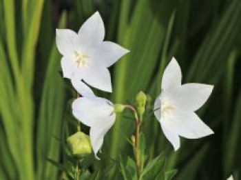 Großblütige Ballonblume &#8218;Albus&#8216;, Platycodon grandiflorus &#8218;Albus&#8216;, Topfware