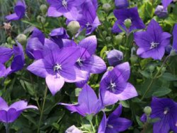 Großblütige Ballonblume &#8218;Astra Blau&#8216;, Platycodon grandiflorus &#8218;Astra Blau&#8216;, Topfware