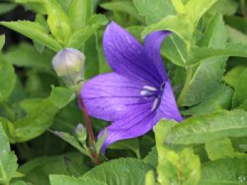 Großblütige Ballonblume &#8218;Mariesii&#8216;, Platycodon grandiflorus &#8218;Mariesii&#8216;, Topfware