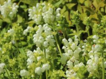 Großblütige Braunelle &#8218;Alba&#8216;, Prunella grandiflora &#8218;Alba&#8216;, Topfware