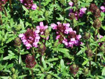 Großblütige Braunelle 'Gruß aus Isernhagen', Prunella grandiflora 'Gruß aus Isernhagen', Topfware