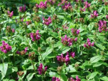 Großblütige Braunelle &#8218;Inshriach Ruby&#8216;, Prunella grandiflora &#8218;Inshriach Ruby&#8216;, Topfware