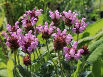 Großblütige Braunelle &#8218;Loveliness&#8216;, Prunella grandiflora &#8218;Loveliness&#8216;, Topfware