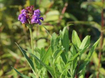 Großblütige Braunelle, Prunella grandiflora, Topfware