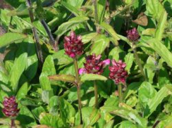 Großblütige Braunelle 'Rubra', Prunella grandiflora 'Rubra', Topfware