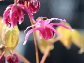 Großblütige Elfenblume 'Red Beauty', Epimedium grandiflorum 'Red Beauty', Topfware