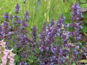 Großblütige Katzenminze &#8218;Blue Danube&#8216;, Nepeta grandiflora &#8218;Blue Danube&#8216;, Topfware