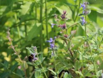 Großblütige Katzenminze &#8218;Bramdean&#8216;, Nepeta grandiflora &#8218;Bramdean&#8216;, Topfware