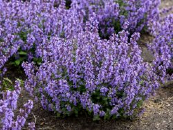 Großblütige Katzenminze &#8218;Cat&#8217;s Pajamas&#8216;, Nepeta grandiflora &#8218;Cat&#8217;s Pajamas&#8216;, Topfware