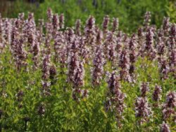 Großblütige Katzenminze &#8218;Dawn to Dusk&#8216;, Nepeta grandiflora &#8218;Dawn to Dusk&#8216;, Topfware